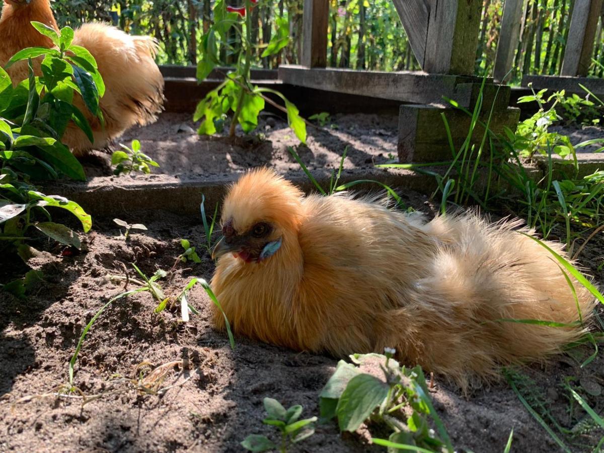 De Akker, Unieke Overnachting In Pipowagens! Ommeren Exterior foto